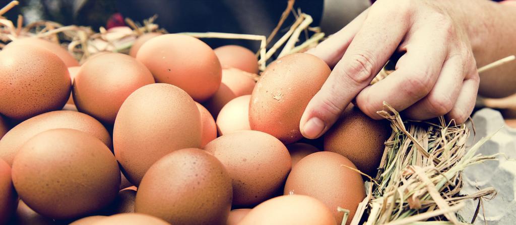 banner-eggbrands01